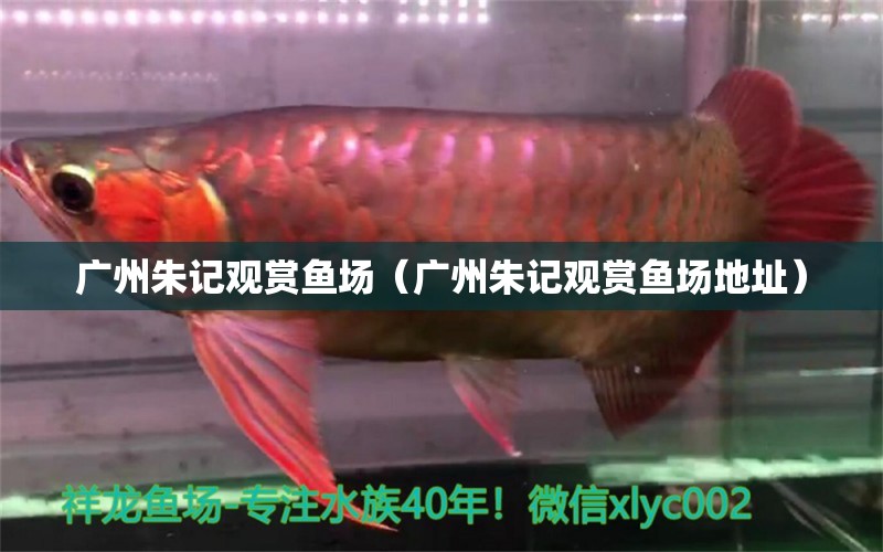 廣州朱記觀賞魚場（廣州朱記觀賞魚場地址） 泰國虎魚（泰虎）