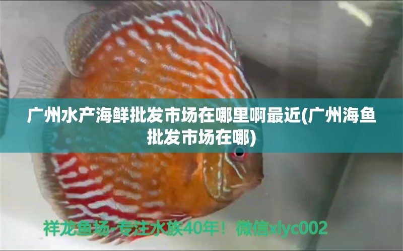 廣州水產(chǎn)海鮮批發(fā)市場(chǎng)在哪里啊最近(廣州海魚批發(fā)市場(chǎng)在哪) 黃寬帶蝴蝶魚