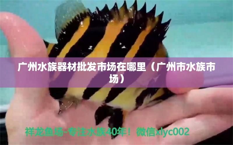 廣州水族器材批發(fā)市場(chǎng)在哪里（廣州市水族市場(chǎng)） 觀賞魚(yú)