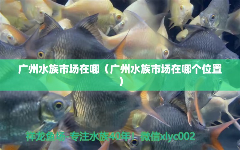 廣州水族市場在哪（廣州水族市場在哪個位置）