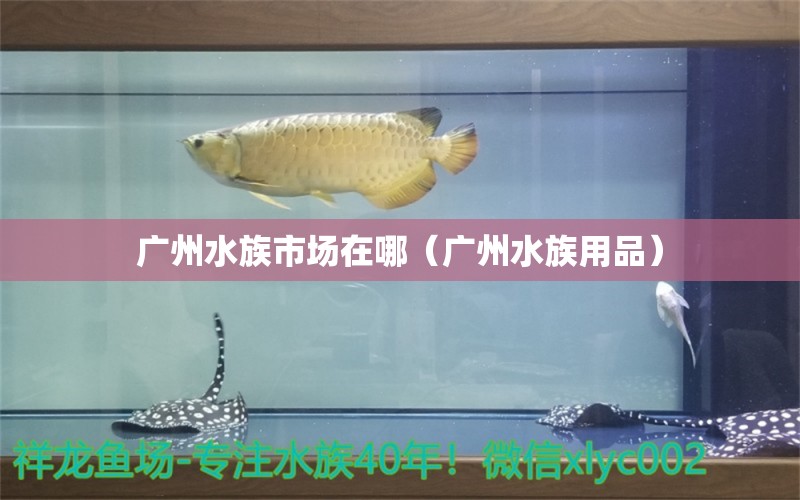 廣州水族市場(chǎng)在哪（廣州水族用品）