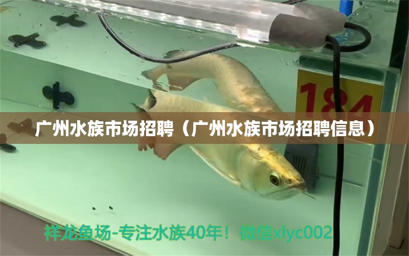 廣州水族市場招聘（廣州水族市場招聘信息）