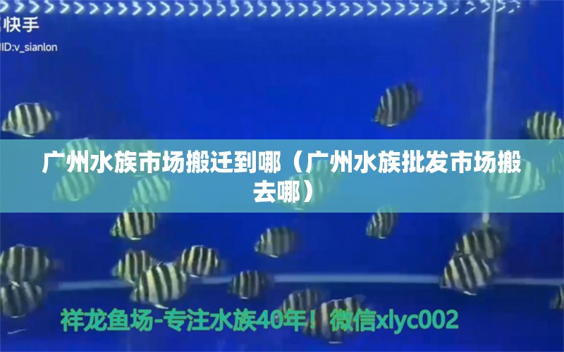 廣州水族市場搬遷到哪（廣州水族批發(fā)市場搬去哪） 觀賞魚水族批發(fā)市場