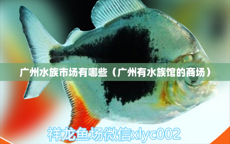 廣州水族市場有哪些（廣州有水族館的商場）