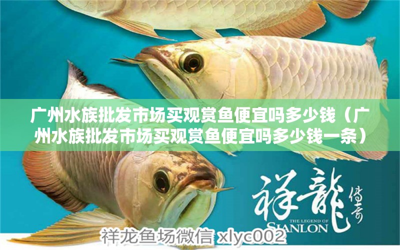 廣州水族批發(fā)市場買觀賞魚便宜嗎多少錢（廣州水族批發(fā)市場買觀賞魚便宜嗎多少錢一條） 祥龍水族醫(yī)院