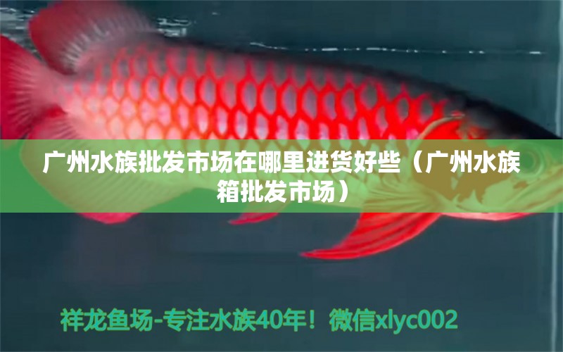 廣州水族批發(fā)市場(chǎng)在哪里進(jìn)貨好些（廣州水族箱批發(fā)市場(chǎng)）