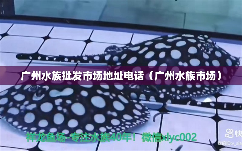 廣州水族批發(fā)市場(chǎng)地址電話（廣州水族市場(chǎng)）