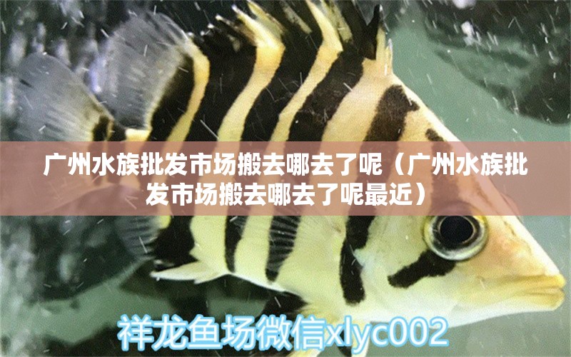 廣州水族批發(fā)市場搬去哪去了呢（廣州水族批發(fā)市場搬去哪去了呢最近）