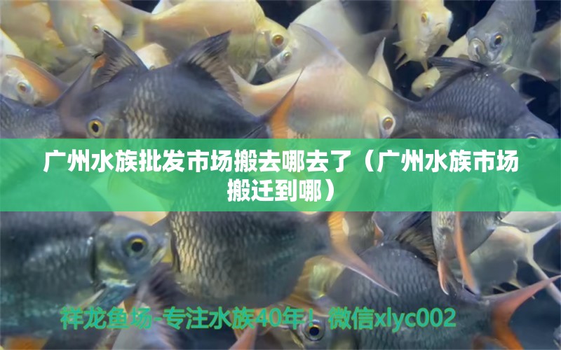 廣州水族批發(fā)市場搬去哪去了（廣州水族市場搬遷到哪）