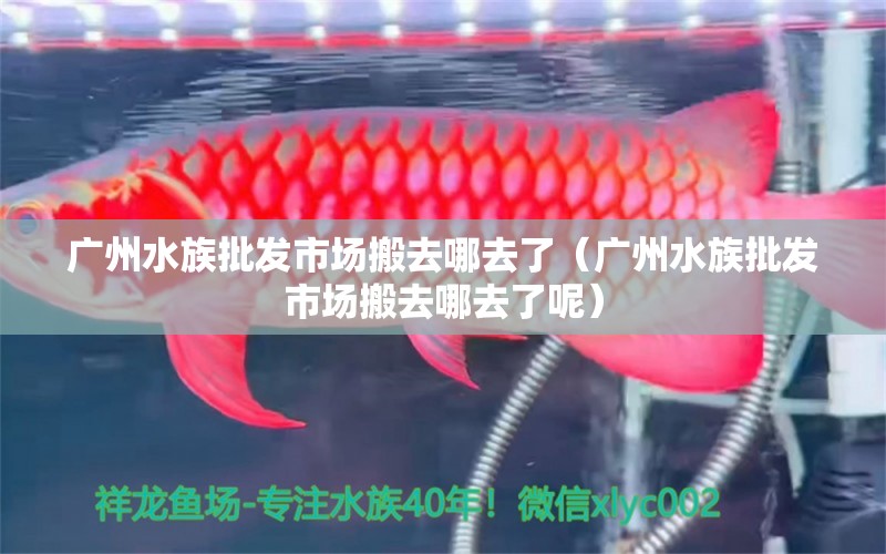 廣州水族批發(fā)市場(chǎng)搬去哪去了（廣州水族批發(fā)市場(chǎng)搬去哪去了呢）