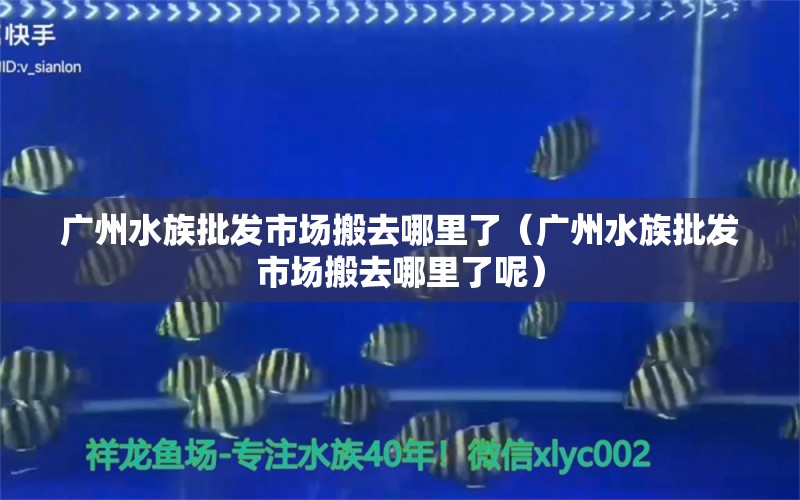 廣州水族批發(fā)市場(chǎng)搬去哪里了（廣州水族批發(fā)市場(chǎng)搬去哪里了呢）