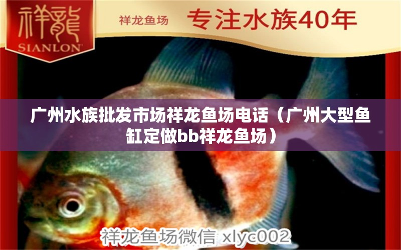 廣州水族批發(fā)市場(chǎng)祥龍魚場(chǎng)電話（廣州大型魚缸定做bb祥龍魚場(chǎng)） 觀賞魚水族批發(fā)市場(chǎng)