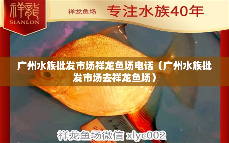 廣州水族批發(fā)市場祥龍魚場電話（廣州水族批發(fā)市場去祥龍魚場）