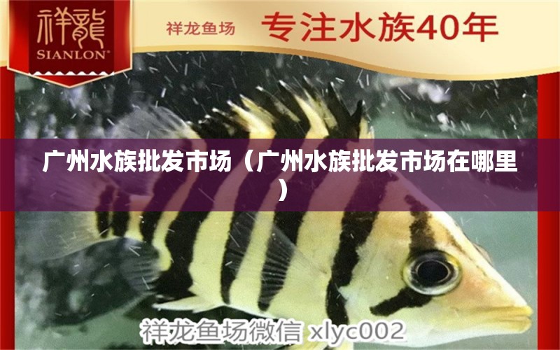 廣州水族批發(fā)市場(chǎng)（廣州水族批發(fā)市場(chǎng)在哪里） 觀賞魚水族批發(fā)市場(chǎng)