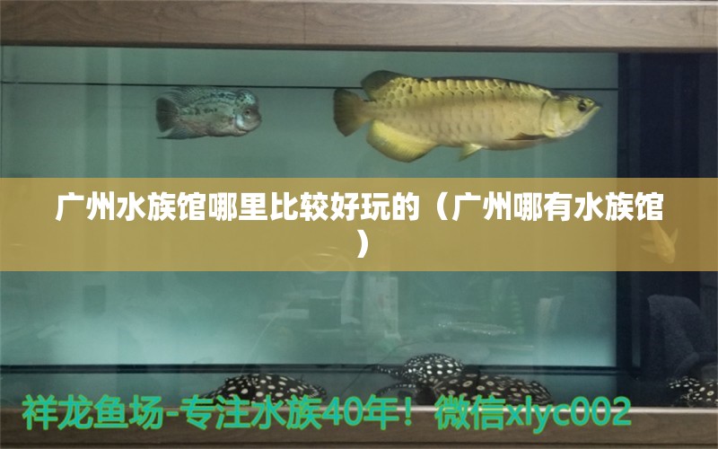 廣州水族館哪里比較好玩的（廣州哪有水族館） 觀賞魚