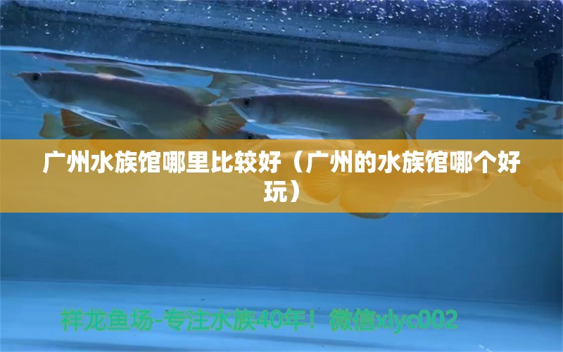 廣州水族館哪里比較好（廣州的水族館哪個(gè)好玩）