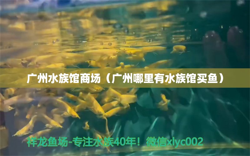 廣州水族館商場（廣州哪里有水族館買魚）