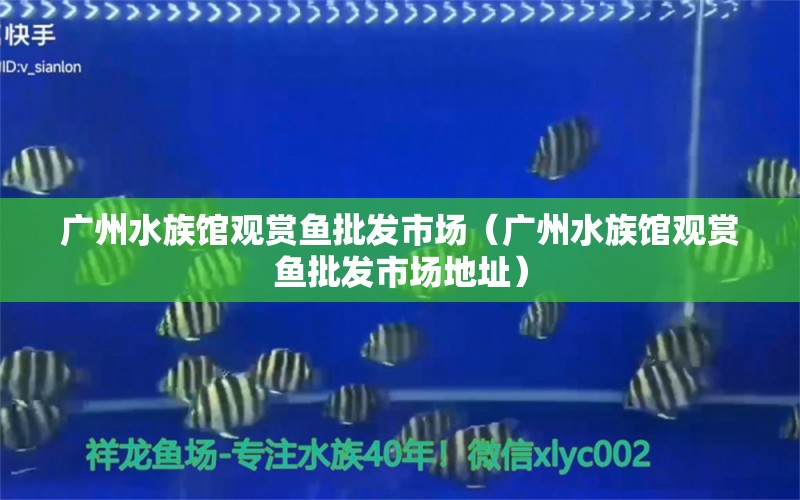 廣州水族館觀賞魚批發(fā)市場（廣州水族館觀賞魚批發(fā)市場地址）