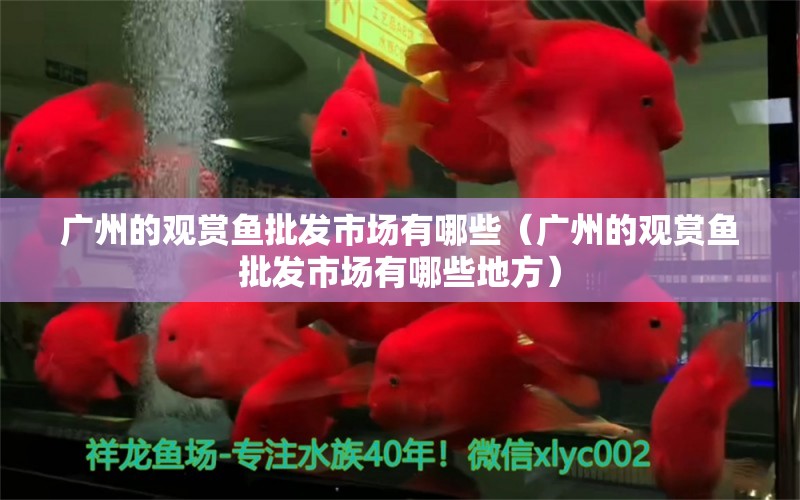 廣州的觀賞魚批發(fā)市場有哪些（廣州的觀賞魚批發(fā)市場有哪些地方） 觀賞魚批發(fā)