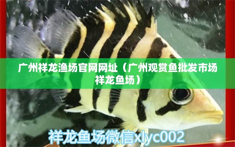 廣州祥龍漁場官網(wǎng)網(wǎng)址（廣州觀賞魚批發(fā)市場祥龍魚場）