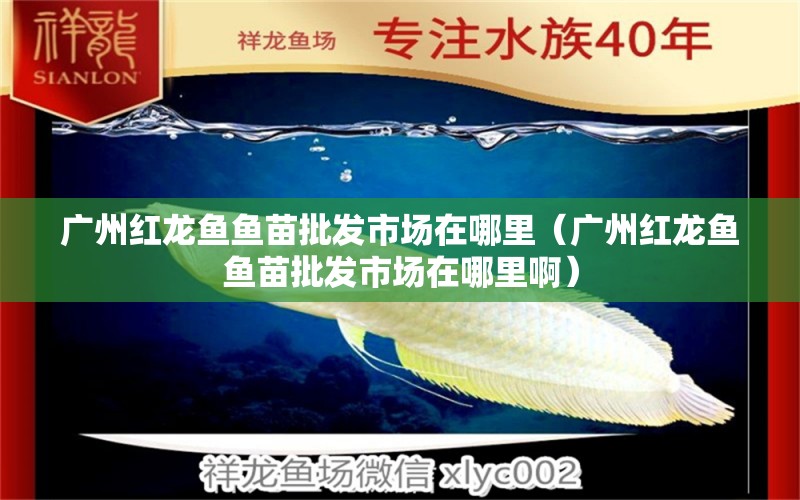 廣州紅龍魚魚苗批發(fā)市場在哪里（廣州紅龍魚魚苗批發(fā)市場在哪里?。?龍魚百科