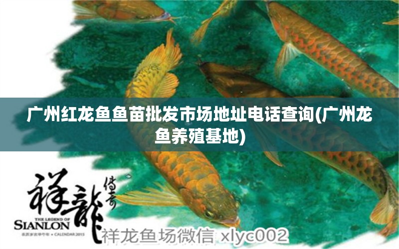 廣州紅龍魚魚苗批發(fā)市場地址電話查詢(廣州龍魚養(yǎng)殖基地)