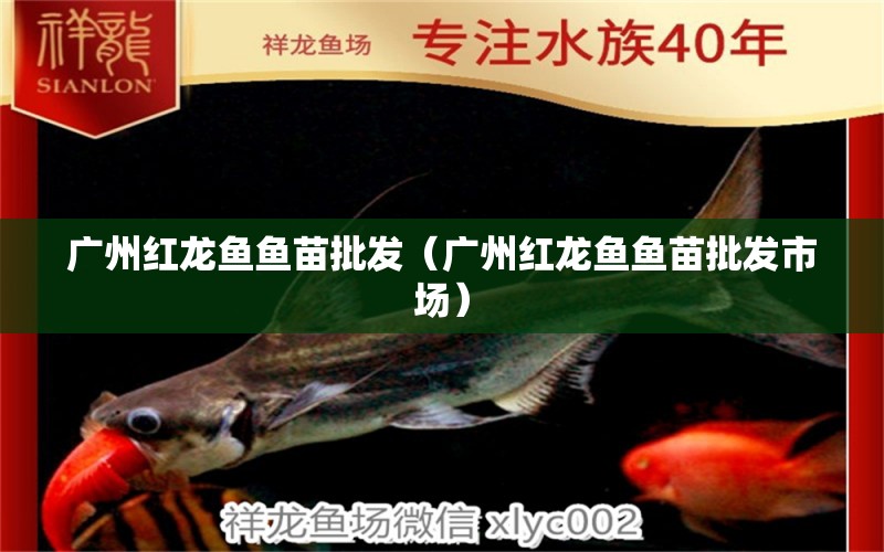 廣州紅龍魚魚苗批發(fā)（廣州紅龍魚魚苗批發(fā)市場）