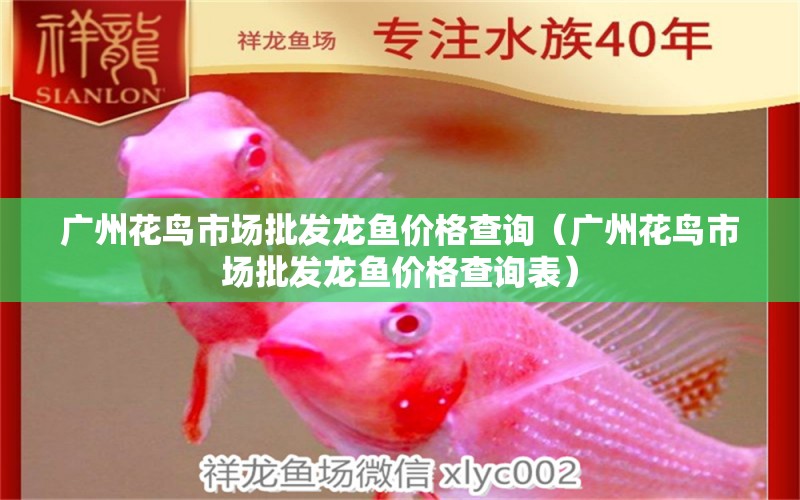 廣州花鳥市場批發(fā)龍魚價(jià)格查詢（廣州花鳥市場批發(fā)龍魚價(jià)格查詢表）