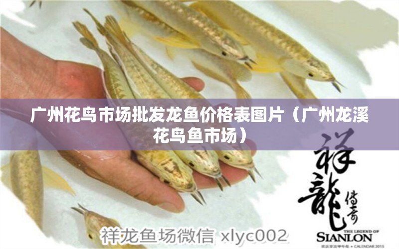 廣州花鳥市場批發(fā)龍魚價格表圖片（廣州龍溪花鳥魚市場） 祥龍魚藥系列