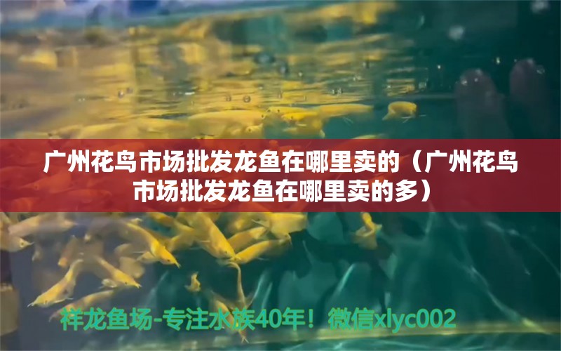 廣州花鳥市場批發(fā)龍魚在哪里賣的（廣州花鳥市場批發(fā)龍魚在哪里賣的多）