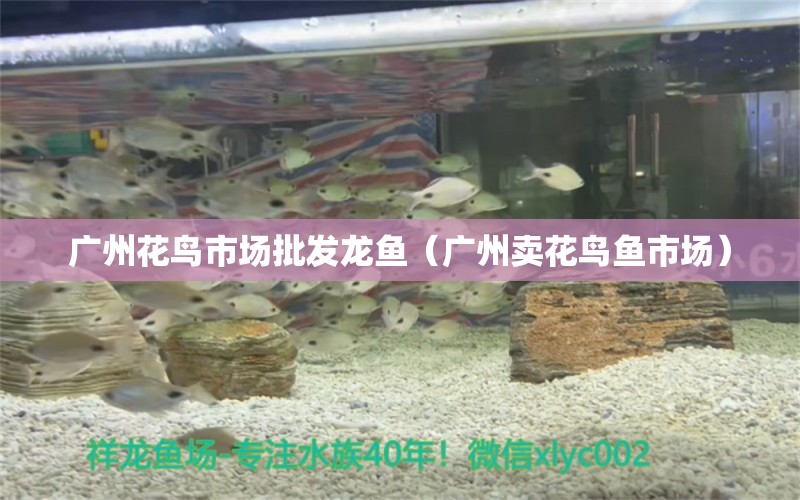 廣州花鳥市場(chǎng)批發(fā)龍魚（廣州賣花鳥魚市場(chǎng)）