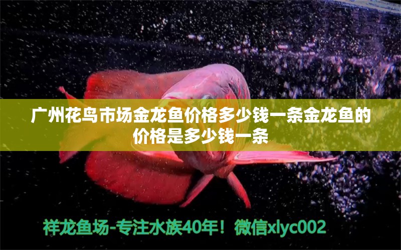 廣州花鳥市場(chǎng)金龍魚價(jià)格多少錢一條金龍魚的價(jià)格是多少錢一條 皇冠黑白魟魚