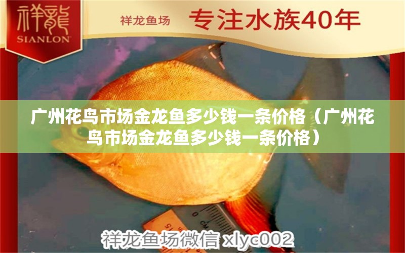 廣州花鳥市場金龍魚多少錢一條價(jià)格（廣州花鳥市場金龍魚多少錢一條價(jià)格）