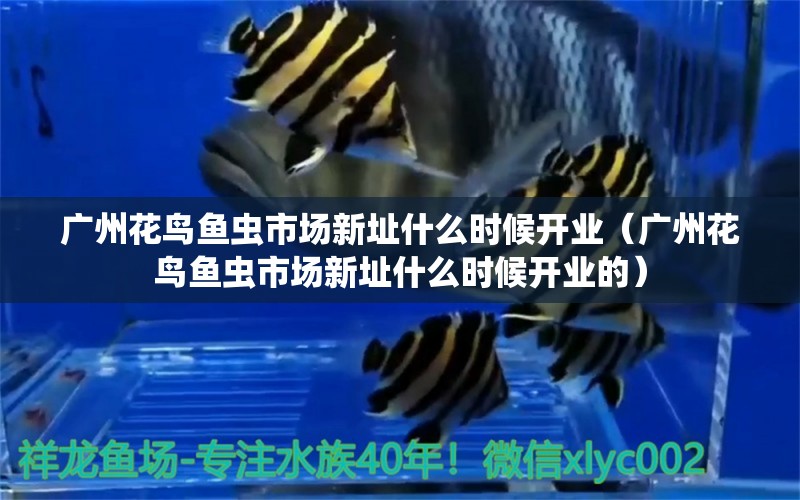 廣州花鳥魚蟲市場新址什么時(shí)候開業(yè)（廣州花鳥魚蟲市場新址什么時(shí)候開業(yè)的）