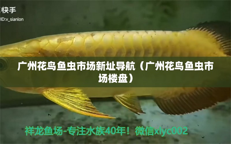 廣州花鳥魚蟲市場新址導(dǎo)航（廣州花鳥魚蟲市場樓盤）