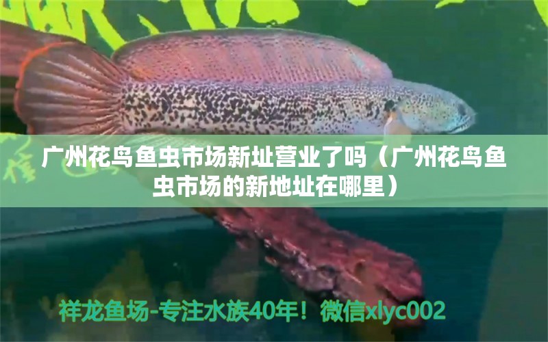 廣州花鳥魚蟲市場(chǎng)新址營(yíng)業(yè)了嗎（廣州花鳥魚蟲市場(chǎng)的新地址在哪里） 觀賞魚