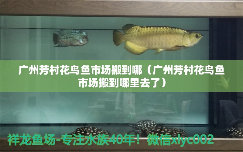 廣州芳村花鳥魚市場搬到哪（廣州芳村花鳥魚市場搬到哪里去了） 廣州水族批發(fā)市場