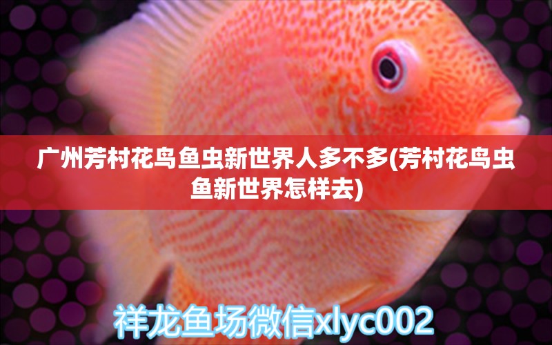 廣州芳村花鳥魚蟲新世界人多不多(芳村花鳥蟲魚新世界怎樣去) 觀賞蝦蟹等飼料