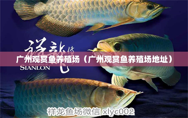 廣州觀賞魚養(yǎng)殖場(chǎng)（廣州觀賞魚養(yǎng)殖場(chǎng)地址）