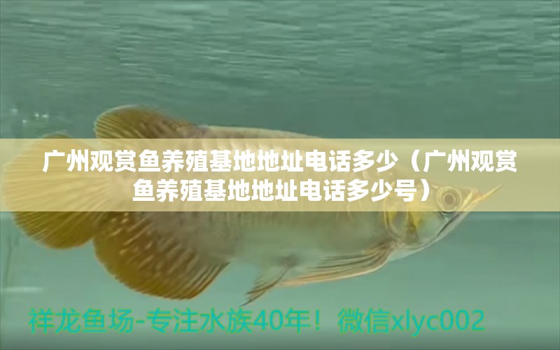 廣州觀賞魚養(yǎng)殖基地地址電話多少（廣州觀賞魚養(yǎng)殖基地地址電話多少號） 觀賞魚市場（混養(yǎng)魚）