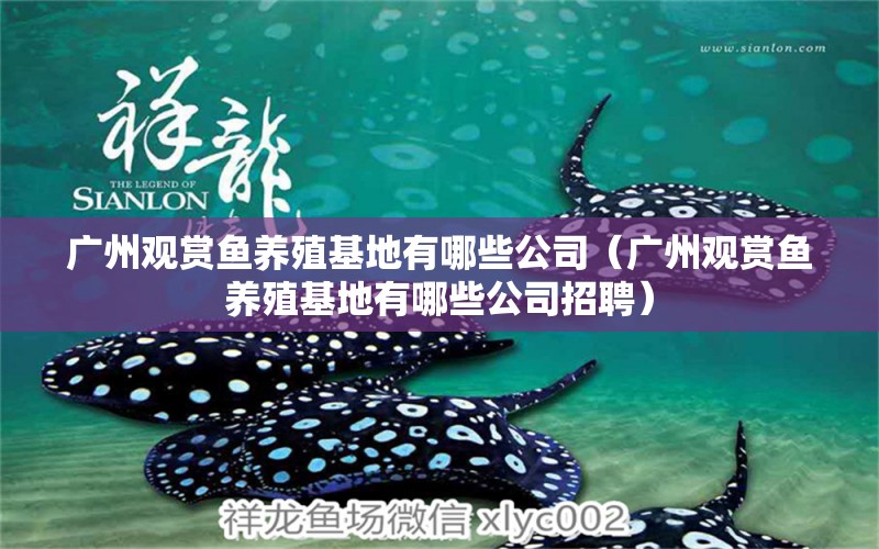 廣州觀賞魚養(yǎng)殖基地有哪些公司（廣州觀賞魚養(yǎng)殖基地有哪些公司招聘）