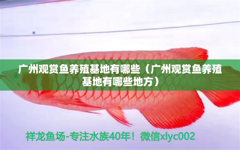 廣州觀賞魚養(yǎng)殖基地有哪些（廣州觀賞魚養(yǎng)殖基地有哪些地方） 廣州水族批發(fā)市場(chǎng)