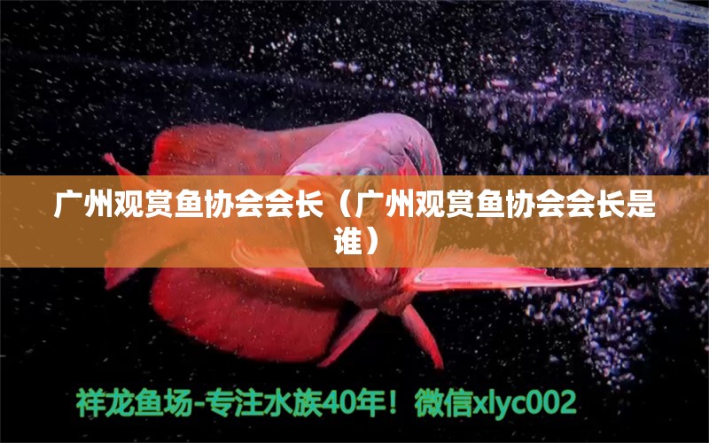 廣州觀賞魚(yú)協(xié)會(huì)會(huì)長(zhǎng)（廣州觀賞魚(yú)協(xié)會(huì)會(huì)長(zhǎng)是誰(shuí)） 廣州水族批發(fā)市場(chǎng)