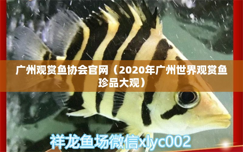 廣州觀賞魚(yú)協(xié)會(huì)官網(wǎng)（2020年廣州世界觀賞魚(yú)珍品大觀）