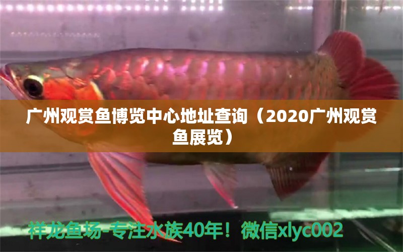 廣州觀賞魚(yú)博覽中心地址查詢（2020廣州觀賞魚(yú)展覽）