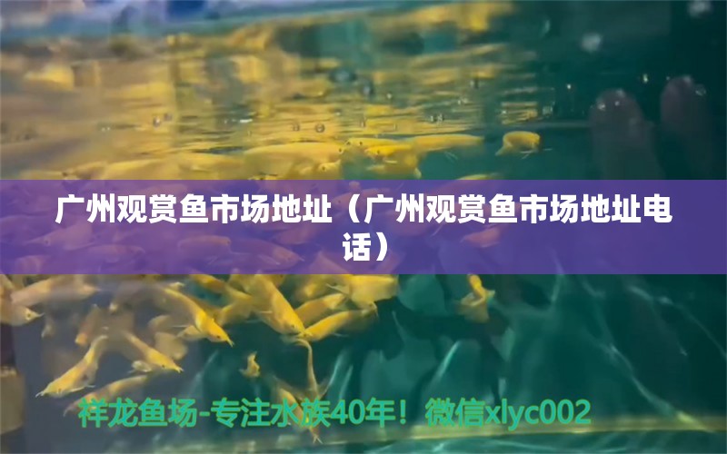 廣州觀賞魚市場地址（廣州觀賞魚市場地址電話）