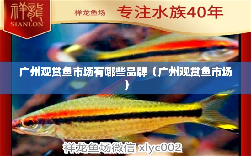 廣州觀賞魚市場有哪些品牌（廣州觀賞魚市場）