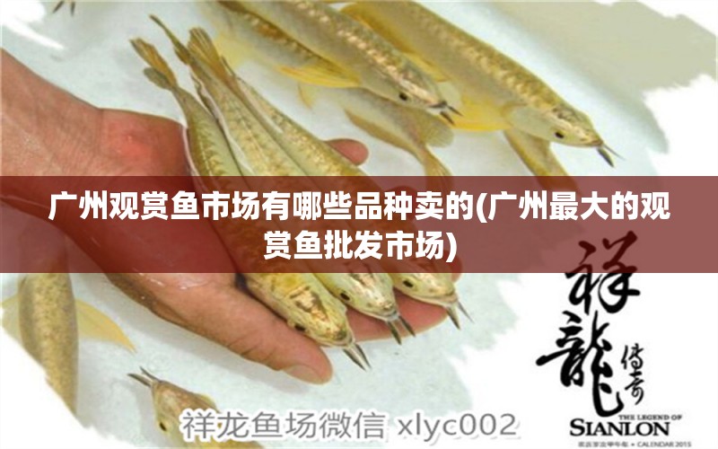 廣州觀賞魚市場(chǎng)有哪些品種賣的(廣州最大的觀賞魚批發(fā)市場(chǎng)) 觀賞魚批發(fā)