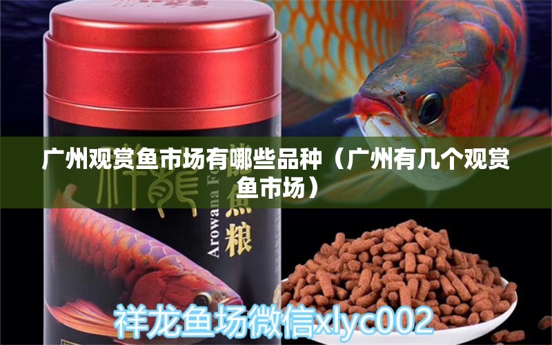 廣州觀賞魚市場有哪些品種（廣州有幾個觀賞魚市場）