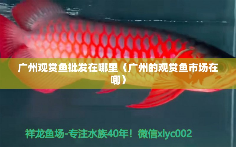 廣州觀賞魚批發(fā)在哪里（廣州的觀賞魚市場在哪）